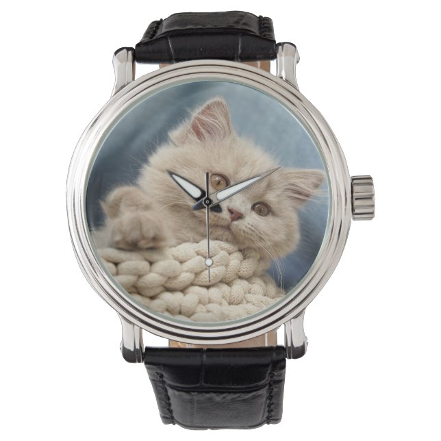 Montre Chaton britannique, Kitten, Animal de compagnie (devant)