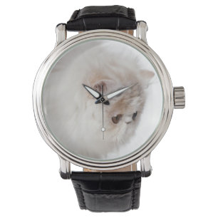 Montre Chaton persan (3 mois)