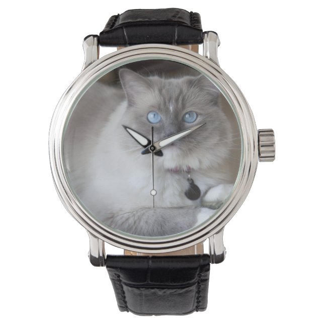 Montre Chatte Ragdoll (devant)