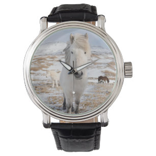 Montre Cheval islandais blanc, Islande