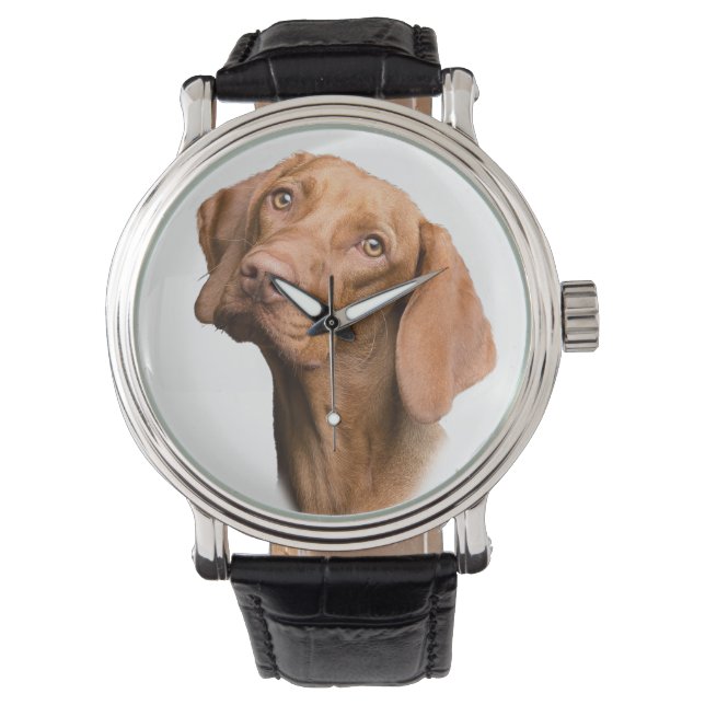 Montre Chien Brown pointeur germanique (devant)