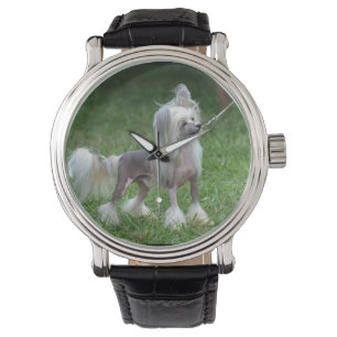 Montre Chien crêté chinois vigilant