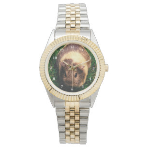 Montre Cobaye d'agouti dans l'herbe