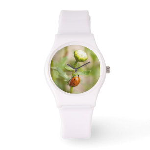 Montre Coccinelle sur un bourgeon de marguerite