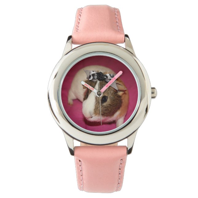 Montre Cochon de Guinée avec cabot 2 (devant)