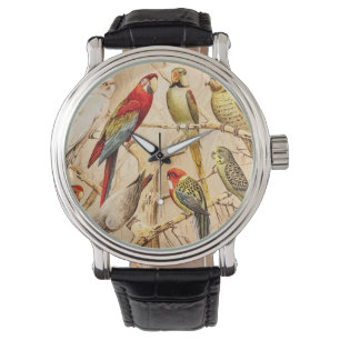 Montre Cockatiel de perroquet vintage Conure Parakeet