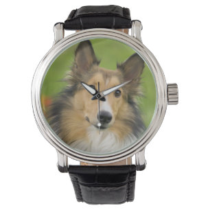 Montre Colley à poil long, chien