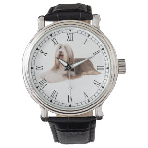 Montre Collie barbu