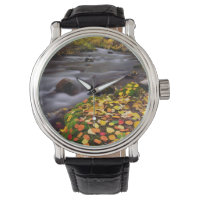 Couleurs d'automne le long du ruisseau McGee