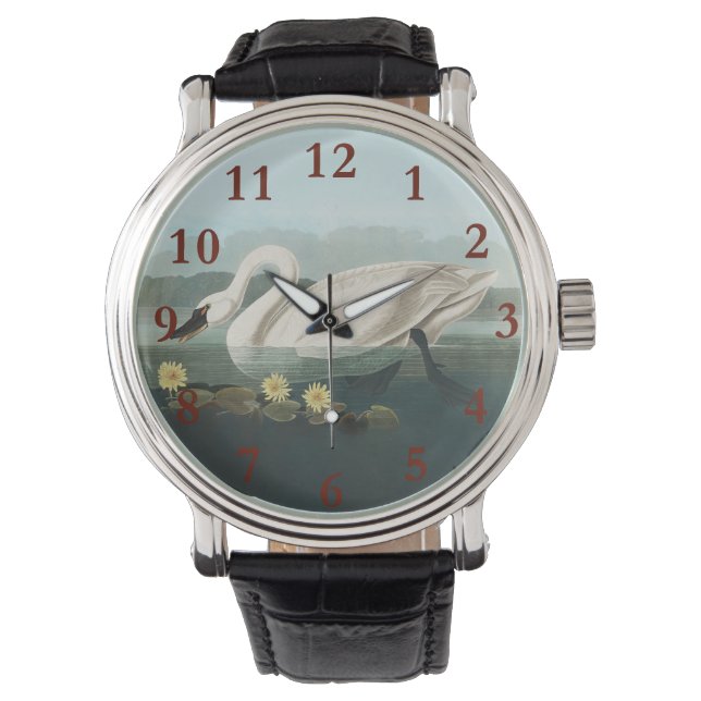 Montre cygne audubon cygnes d'eau blanche (devant)