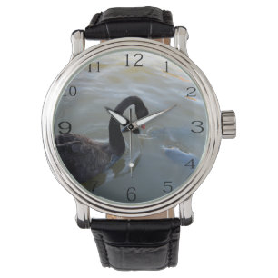 Montre Cygne Noir Observant Des Poissons Géants Dans La R