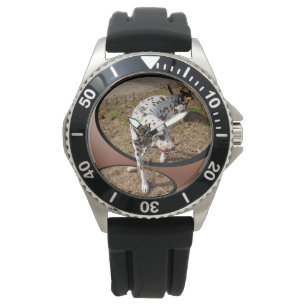 Montre Dalmatien Sortant Le Cadre De Veuve,