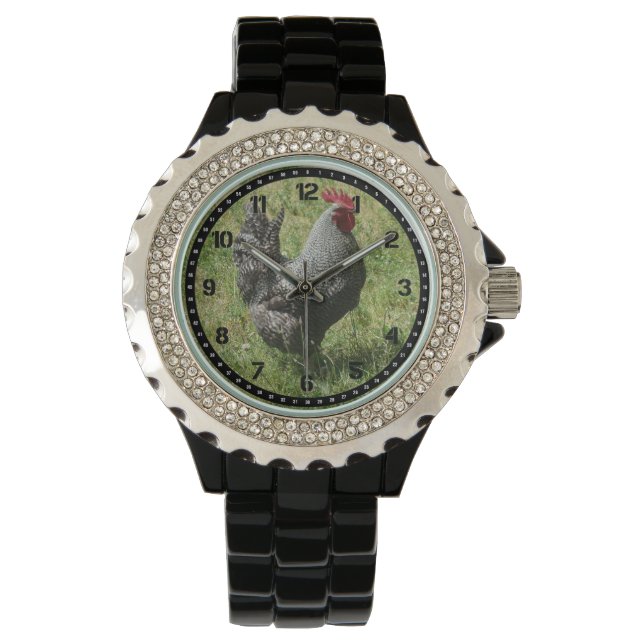Montre de poulet de roche de Plymouth (devant)