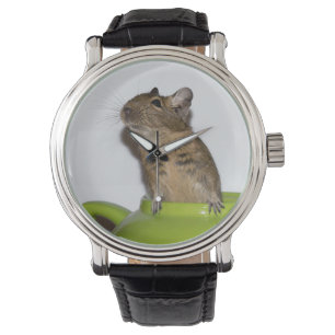 Montre Degu curieux dans une théière verte