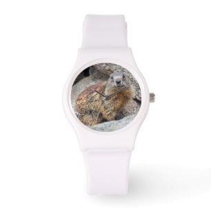Montre des marmottes alpins