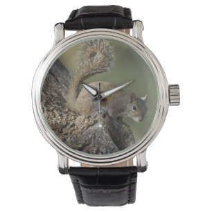 Montre Écureuil gris oriental ou écureuil gris