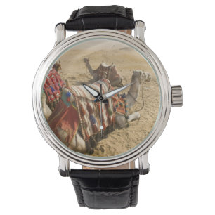 Montre Egypte, Le Caire. Repose des chameaux