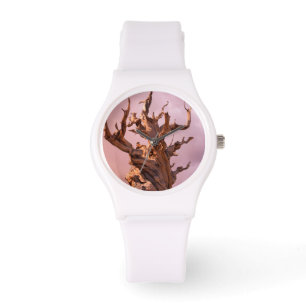 Montre États-Unis, Californie, Forêt nationale d'Inyo 9