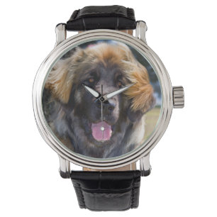 Montre États-Unis, Californie. Portrait de Leonberger ass