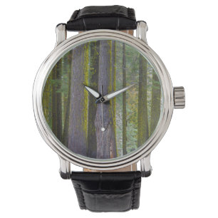 Montre États-Unis, Californie. Troncs d'arbres couverts d