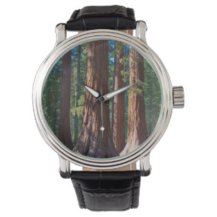 Montre États-Unis, Californie. Troncs d'arbres Redwood, M