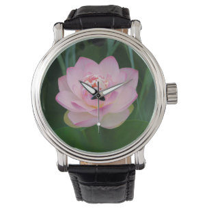 Montre États-Unis, Kansas, Nymphaea odorata