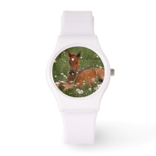 Montre États-Unis, Oregon, Poney arabe.