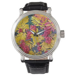 Montre États-Unis, Washington, Sorbus de l'Ouest, Okanoga