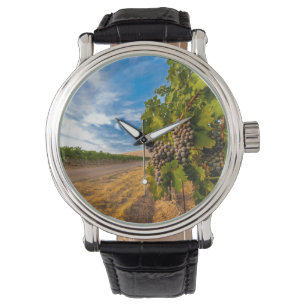 Montre États-Unis, Washington, Yakima Valley. Raisins Mer