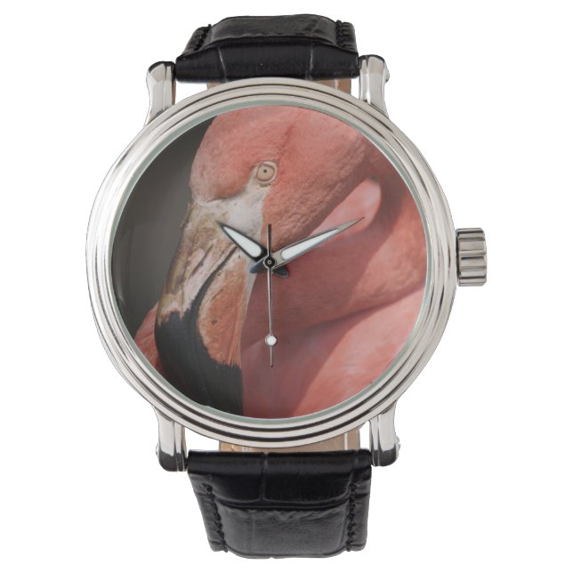 Montre Flamant rose chilien, Phoenicopterus chilensis (devant)
