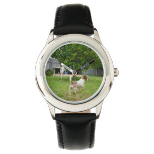Montre Fox Terrier Jouant Dans Le Jardin,