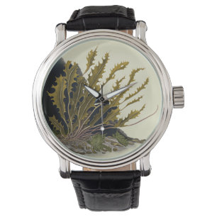 Montre Front de Tidal
