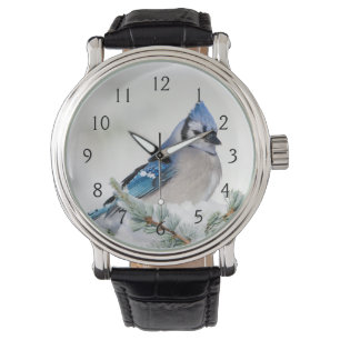 Montre Geai bleu dans Cèdre de l'Atlas bleu