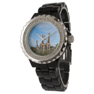 Montre Giraffe Famille Sur Le Sommet De Grassy