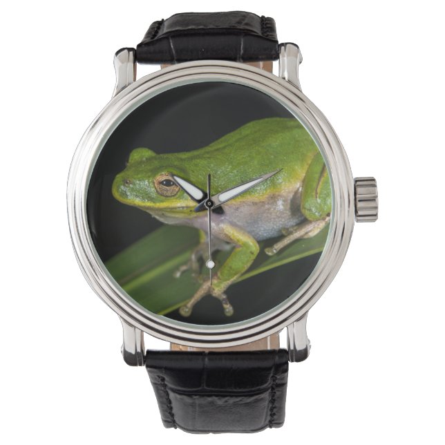Montre Grenouille verte (Hyla cinerea) 2 (devant)