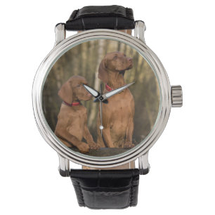 Montre groupe de vizsla