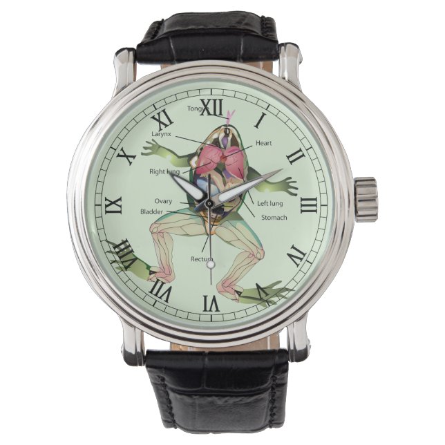 Montre Illustration de l'anatomie de la grenouille Romain (devant)