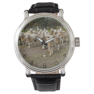 Montre Jeune mouton laineux blanc,
