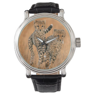 Montre Jeunes guépards (Acinonyx Jubatus) en course