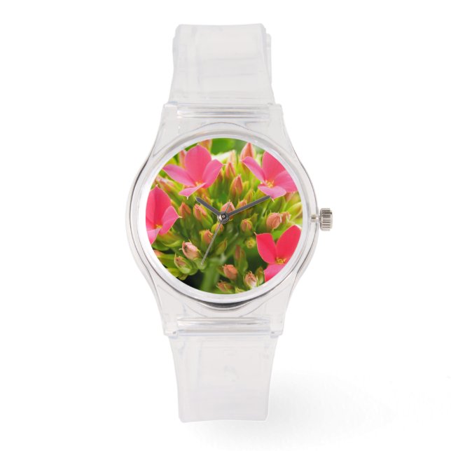 Montre Kalanchoe blossfeldiana (Recto)