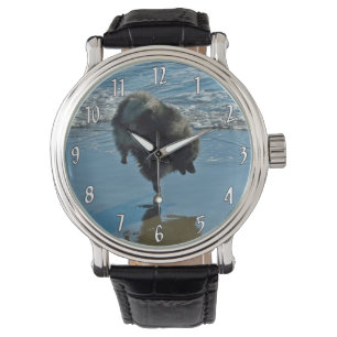 Montre Keeshond Ballet Photographie - Joli chien d'origin