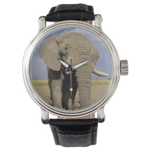 Montre Kenya : parc national d'Amboseli, éléphant mâle