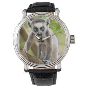 Montre Lémurien à anneaux bébé