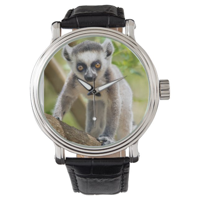 Montre Lémurien à anneaux bébé (devant)