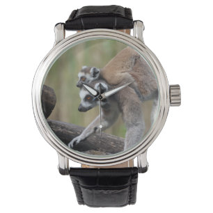 Montre Lémurienne Et Bébé