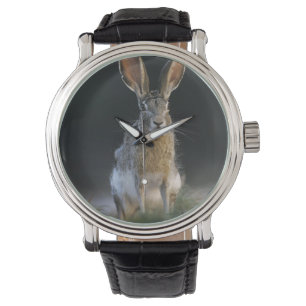 Montre Lièvre à queue noire, Lepus californicus, 2