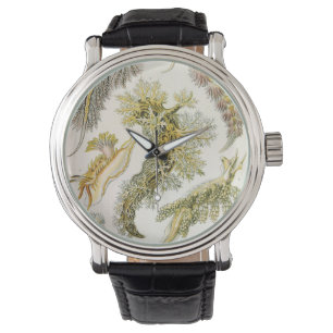 Montre Limaces de mer, escargots par Ernst Haeckel, Anima