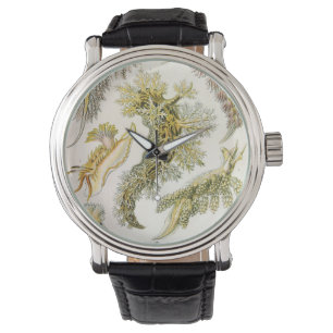 Montre Limaces de mer par Ernst Haeckel, Nudibranchia vin