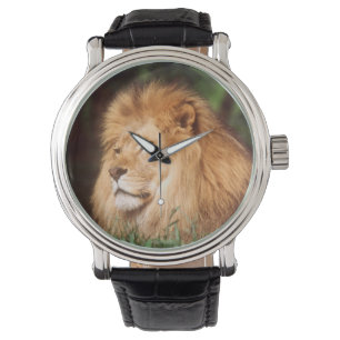 Montre Lion adulte mâle