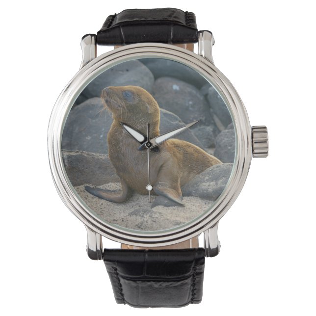 Montre Lion de mer des Galapagos (devant)